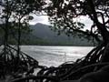 Cape tribulation - 25