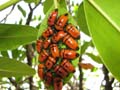 Cape tribulation - 27