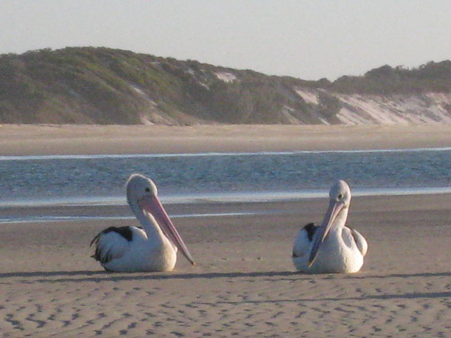Moreton Island - 095