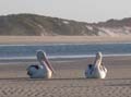 Moreton Island - 095