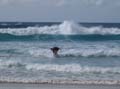 Moreton Island - 128