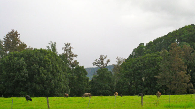 Nimbin Easter - 016