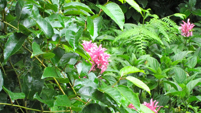 Nimbin Easter - 058