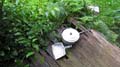 Nimbin Easter - 056
