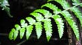 Nimbin Easter - 057