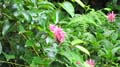 Nimbin Easter - 058