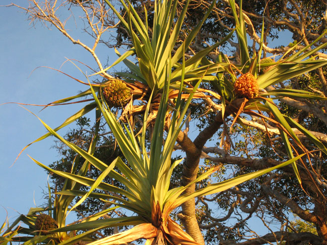 Noosa-june 2008 - 41