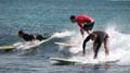 Surfaris and Byron B#2F5648
