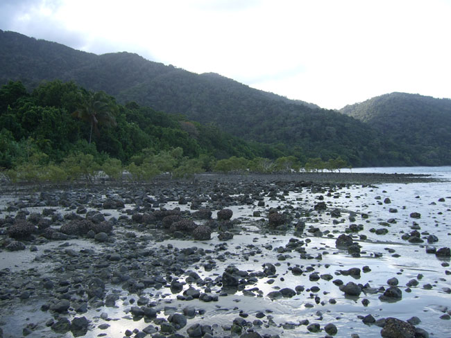 Cape tribulation - 16