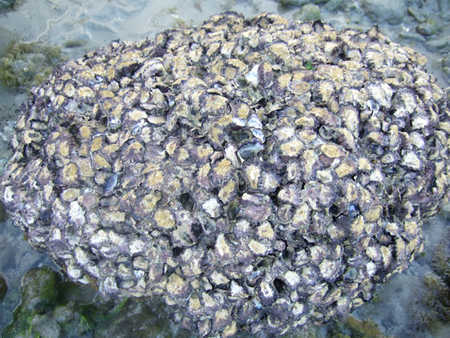 Cape tribulation - 18