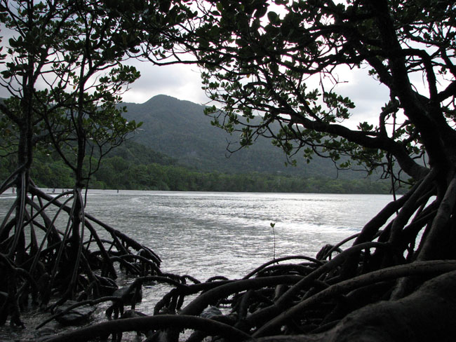 Cape tribulation - 25