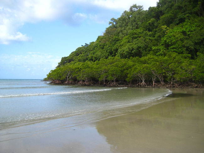 Cape tribulation - 47