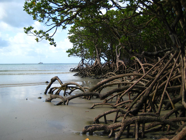 Cape tribulation - 49