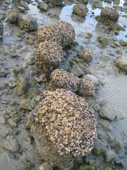 Cape tribulation - 63