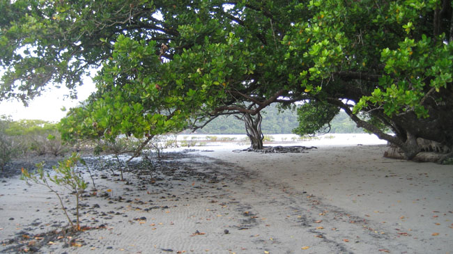 Cape tribulation - 71