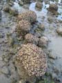 Cape tribulation - 63