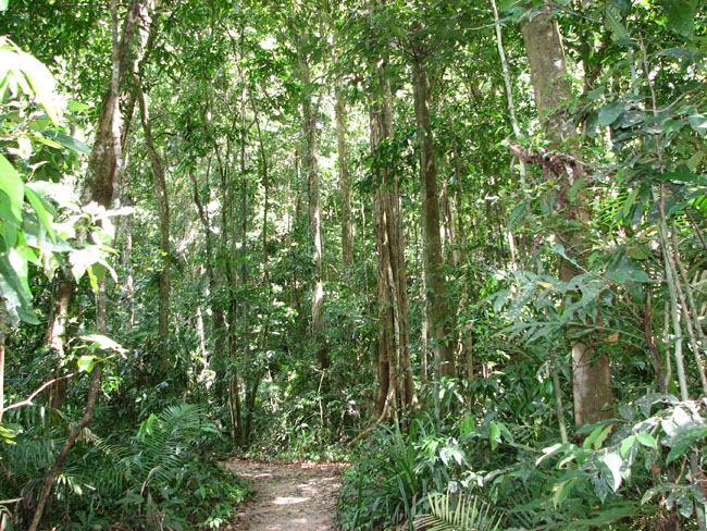 Daintree National Pa#206D73