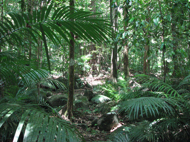 Daintree National Pa#206D79