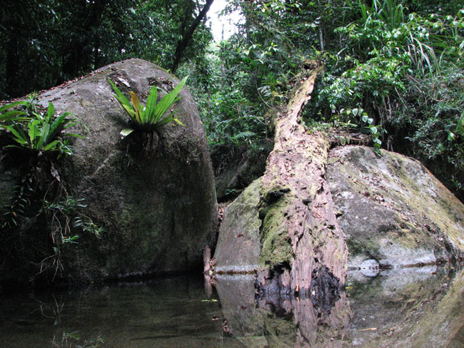 Daintree National Pa#206D81