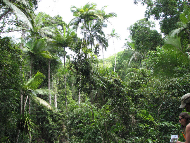Daintree National Pa#206D9A