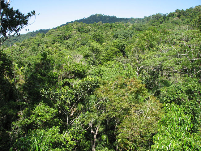 Daintree National Pa#206DA8