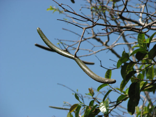 Daintree National Pa#206DB3