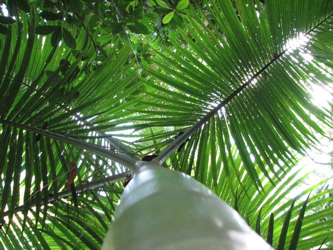 Daintree National Pa#206DB7
