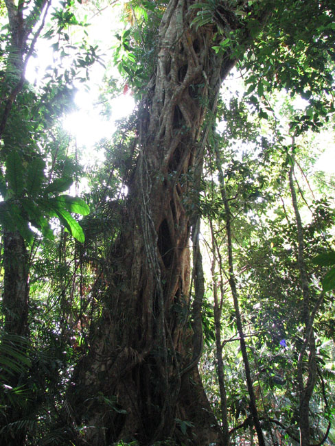 Daintree National Pa#206DB9