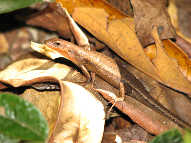 Daintree National Pa#206DBE