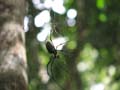 Daintree National Pa#206D70