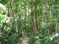 Daintree National Pa#206D73
