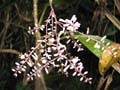 Daintree National Pa#206D77