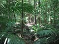 Daintree National Pa#206D79