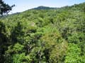 Daintree National Pa#206DA8