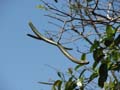 Daintree National Pa#206DB3