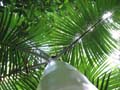 Daintree National Pa#206DB7