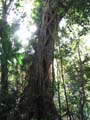 Daintree National Pa#206DB9